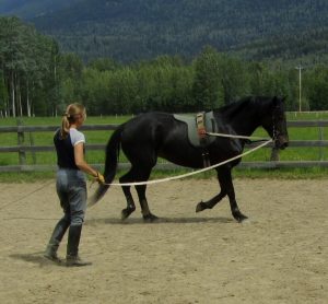 Birgit lunging one of the training horses