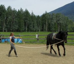 Birgit lunging one of the training horses