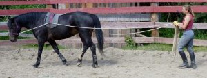 Birgit long-lining one of the training horses