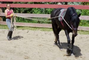 Birgit long-lining one of the training horses