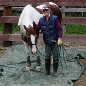 Groundwork with a training horse