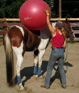 Groundwork with a training horse