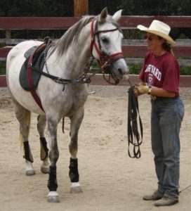 Birgit lunges a training horse