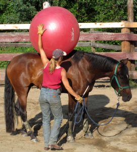 Birgit doing groundwork with a training horse