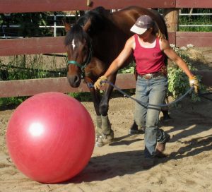 Birgit doing groundwork with a training horse