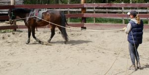Birgit long-lines a training horse