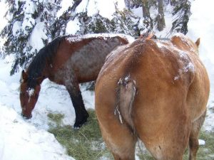 Belle and Sundance in the snowy pen
