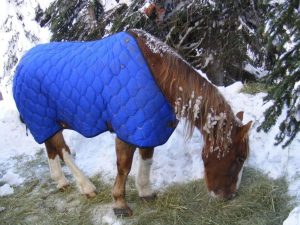 Sundance with winter blanket