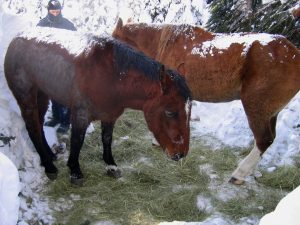 Belle and Sundance munching their hay