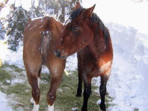 Sundance and Belle in the snowy pen